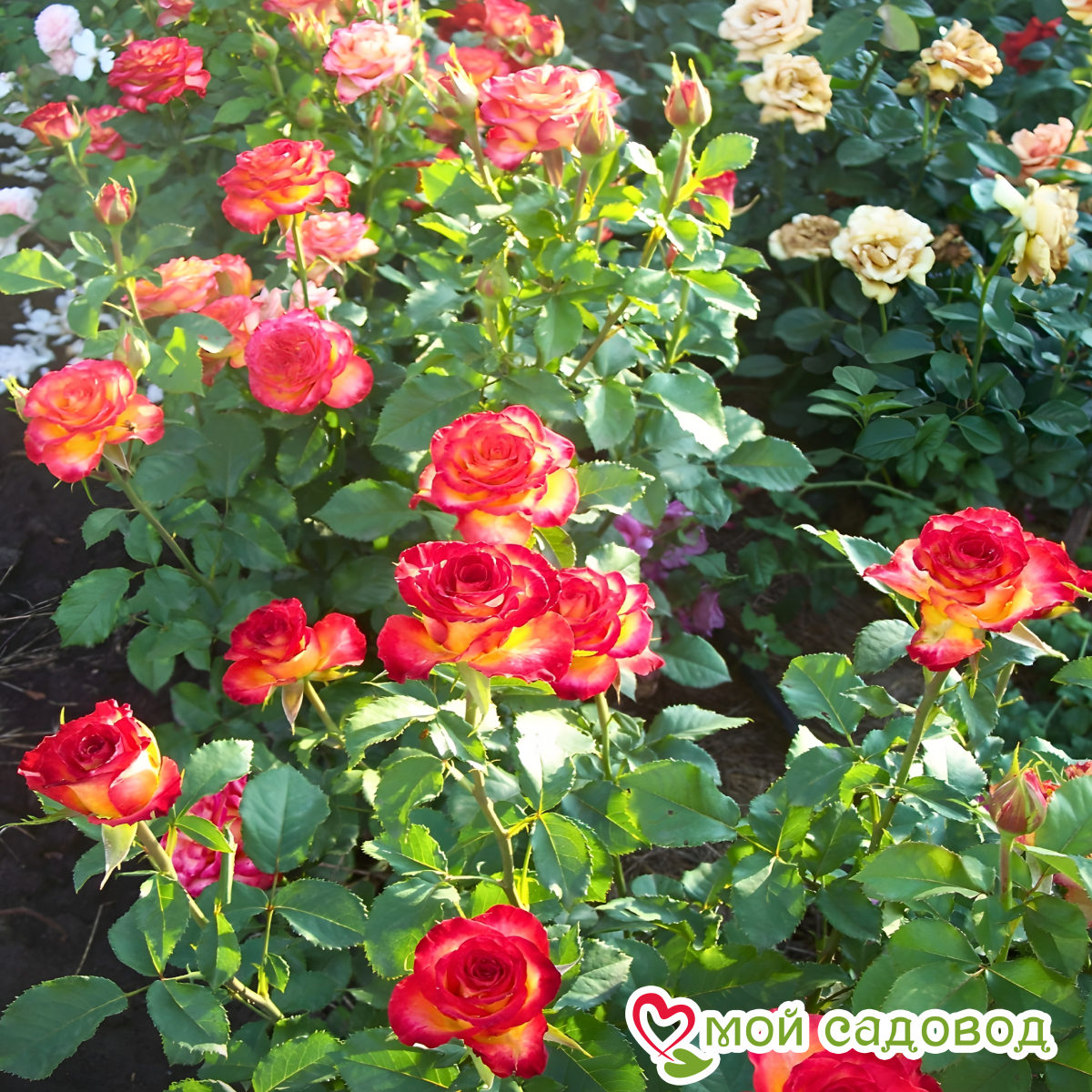 Роза Френдшип