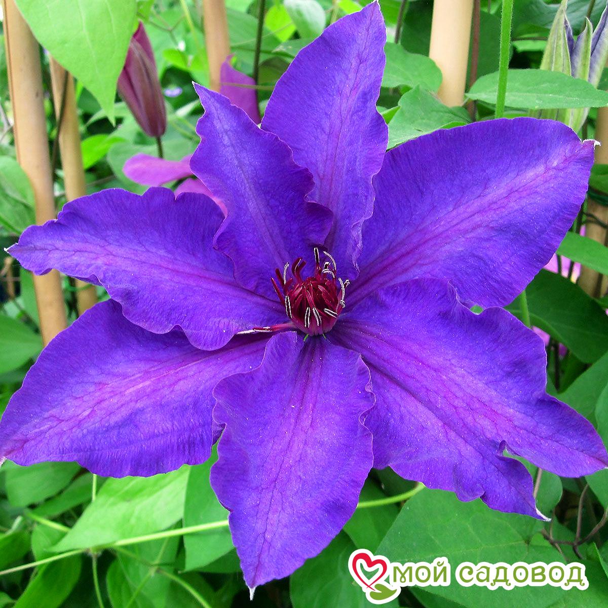 Клематис ЗЕ ПРЕЗИДЕНТ