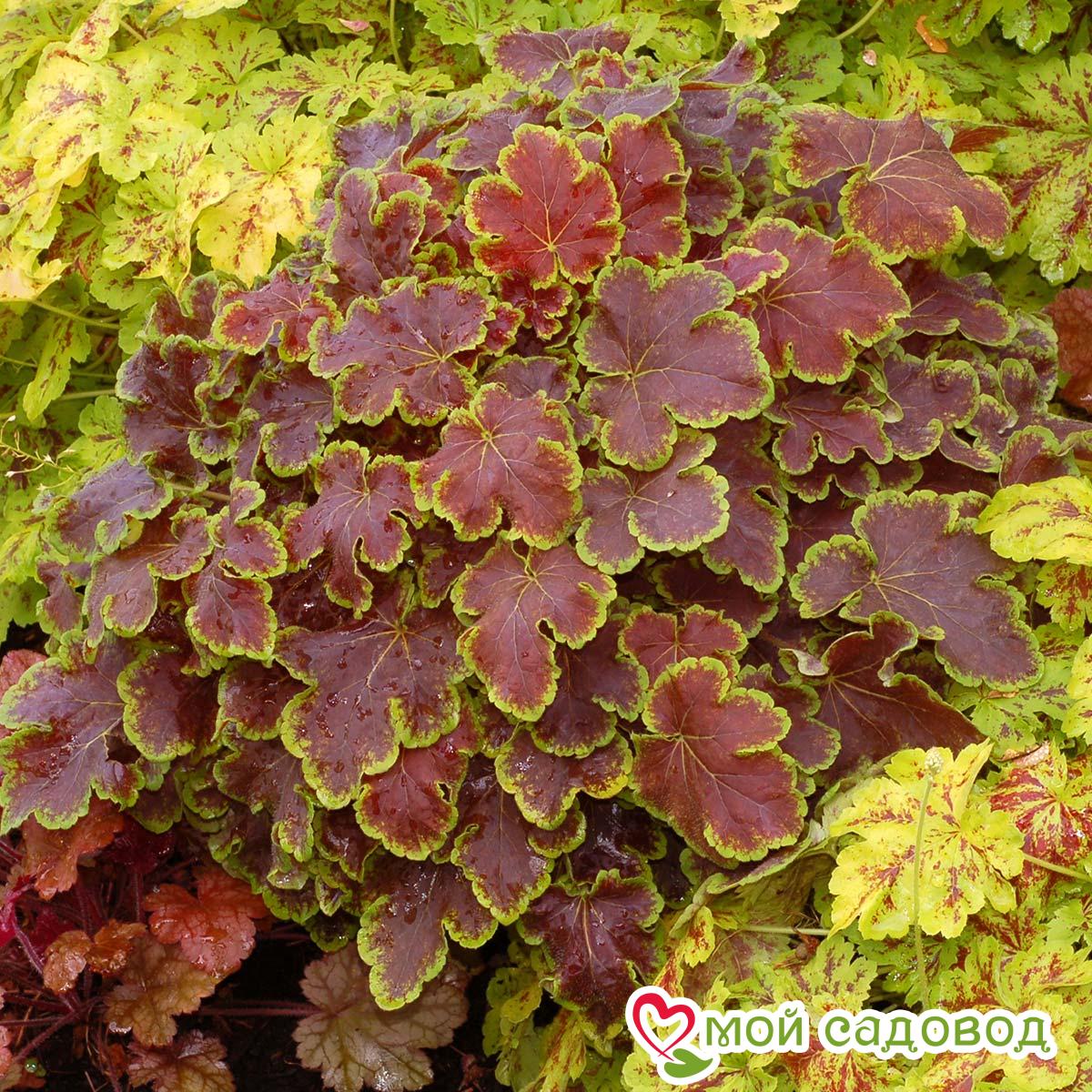 Гейхерелла Солар Эклипс