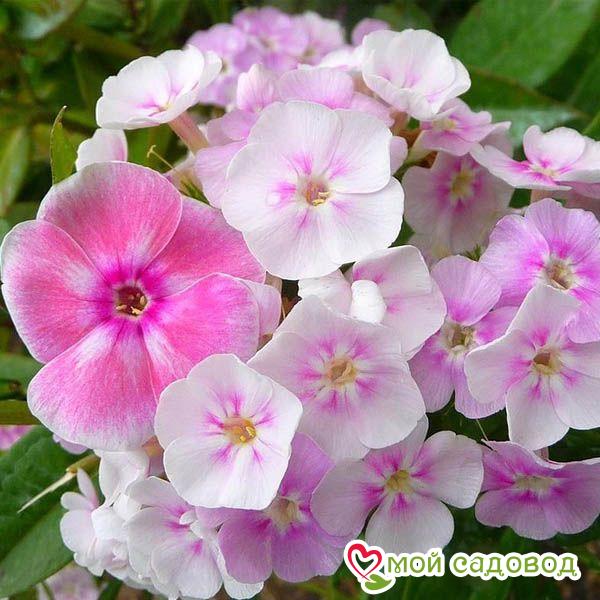 Флокс метельчатый Юник Биколор