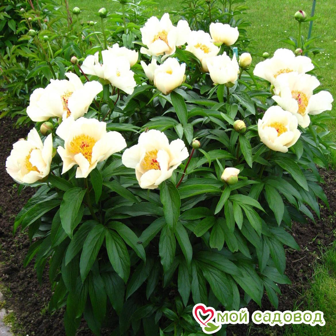 Пион Эрли Глоу