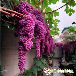 Виноград Атлант