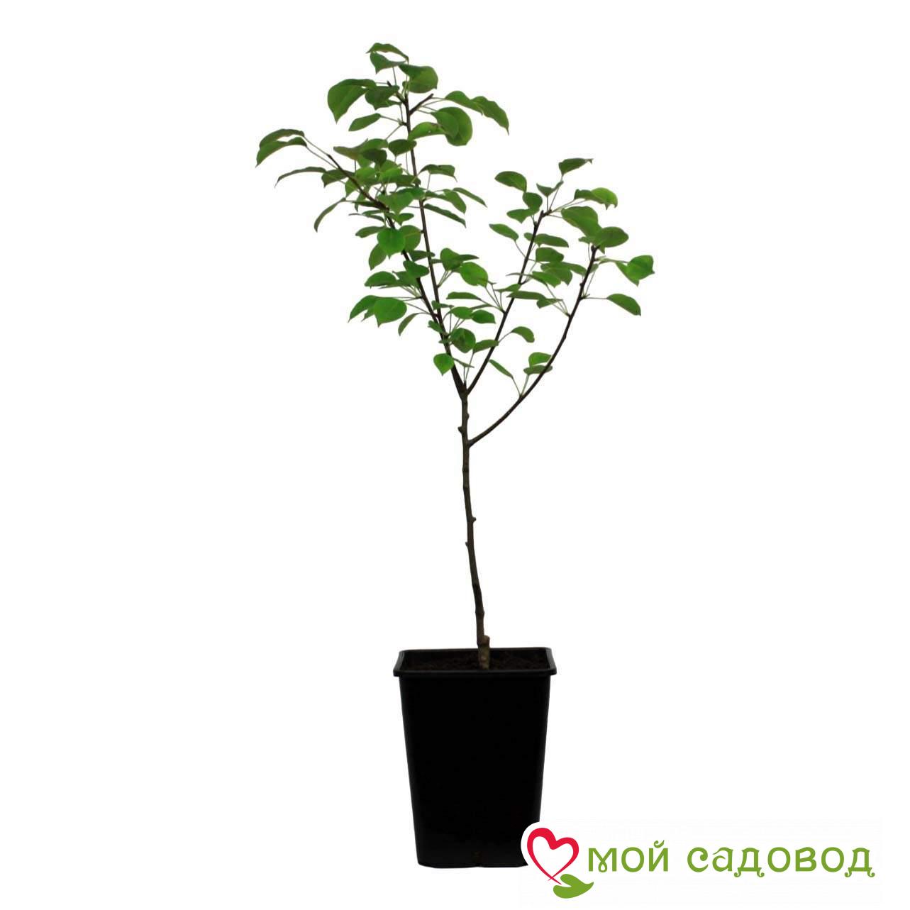 Груша Бургунди