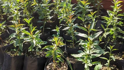 Миндаль Черный