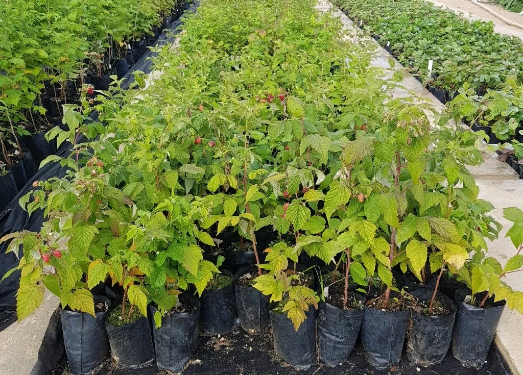 Малина Глен Шик