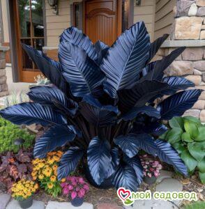 Хоста Бархатный Сумрак